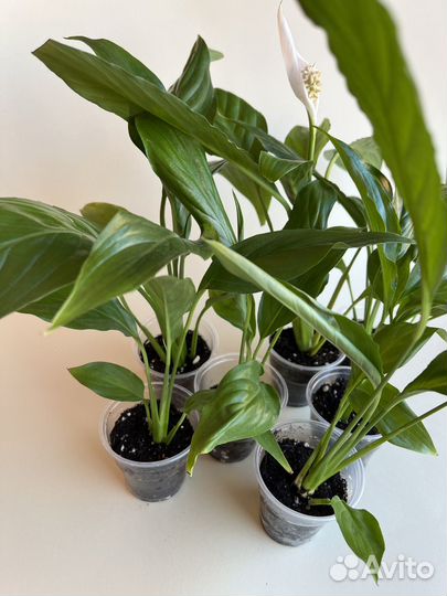 Спатифиллум, хлорофитум Лаксум