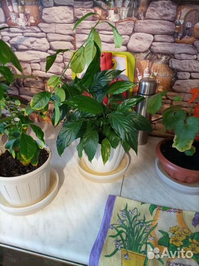 Комнатные цветы в горшках, живые,лимоны