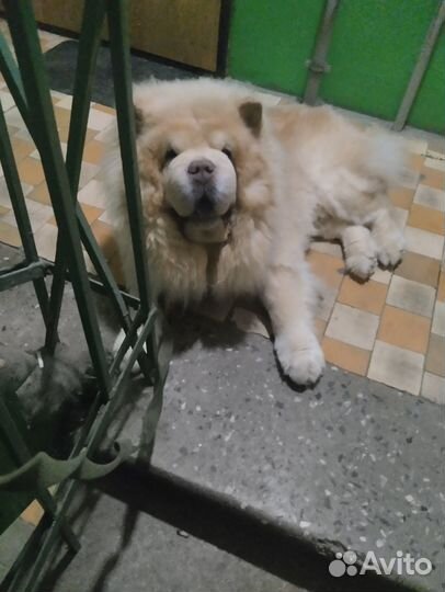 Выгульщик собак