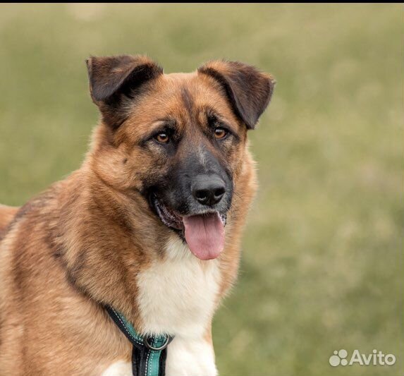 В добрые руки