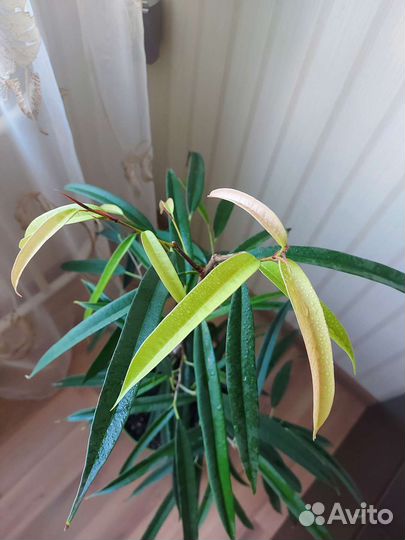 Фикусы, олеандр