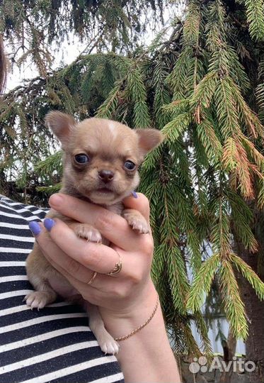 Мини чихуахуа