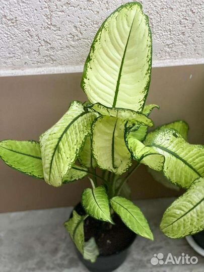 Диффенбахия