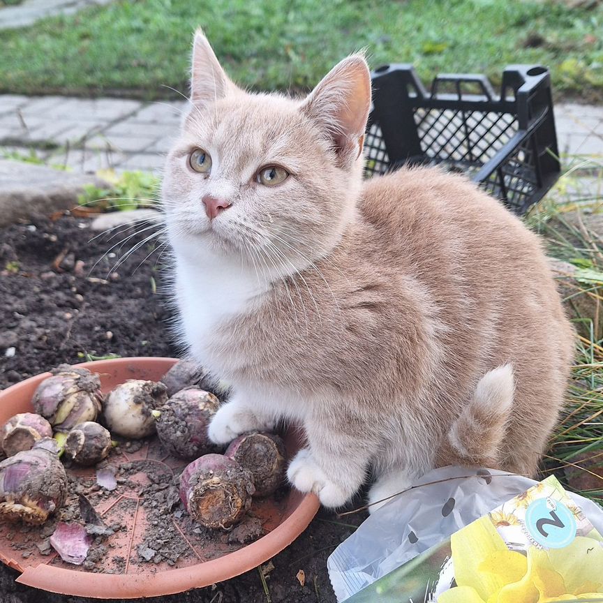 Отдам в добрые руки котенка