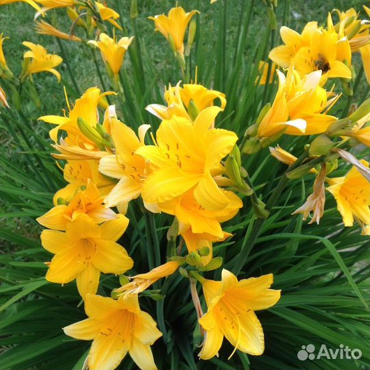 Желтый лилейник