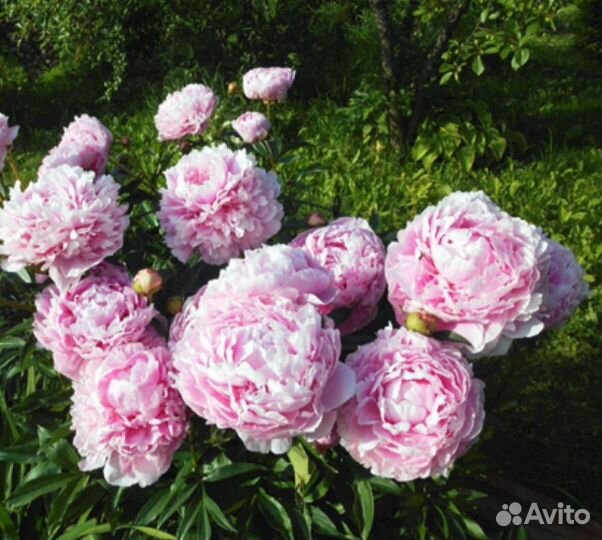 Пион Сара Бернард