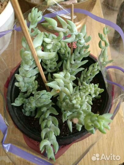 Очиток Моргана