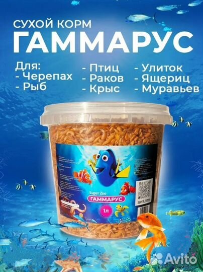Гаммарус