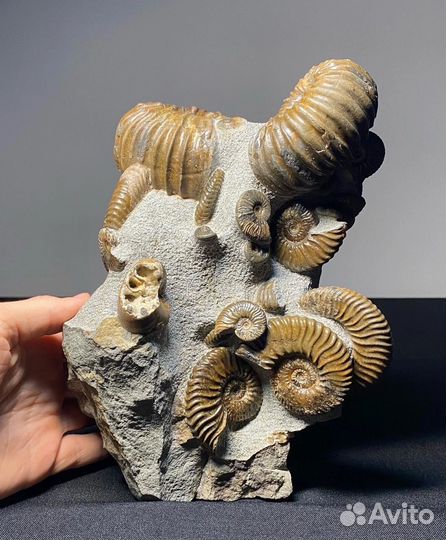 Окаменелости аммониты