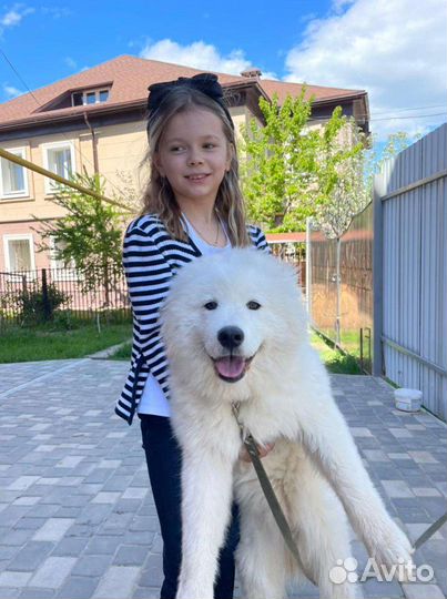 Передержка в квартире собак и кошек, грызунов