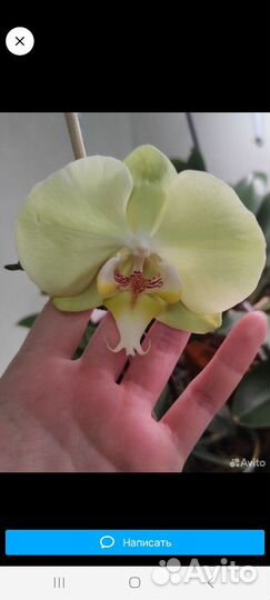 Орхидея фаленопсис детка