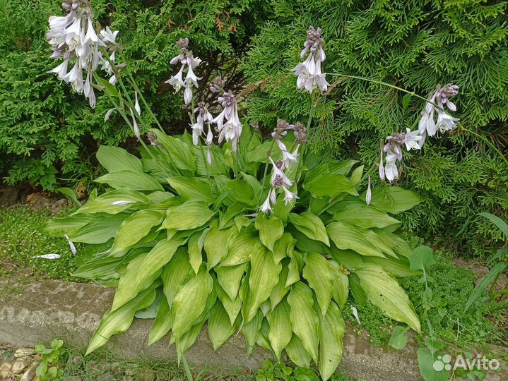 Хоста растение