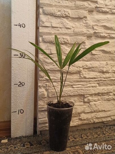 Пальма веерная. Трахикарпус форчуна