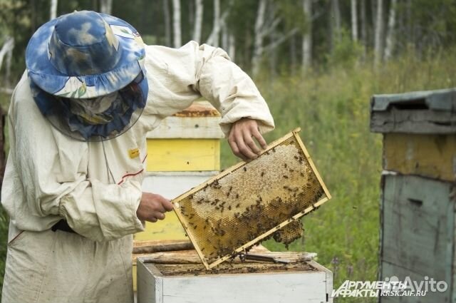 Продам пчелосемьи