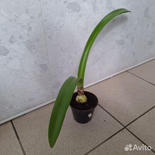 Гиппеаструм / амариллис 