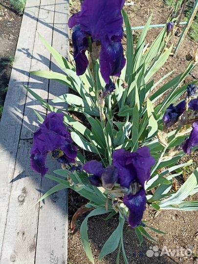 Ирисы