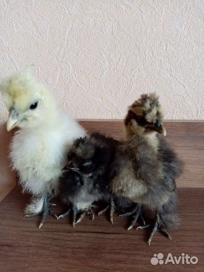 Цыплята и яйцо Китайские шолковые