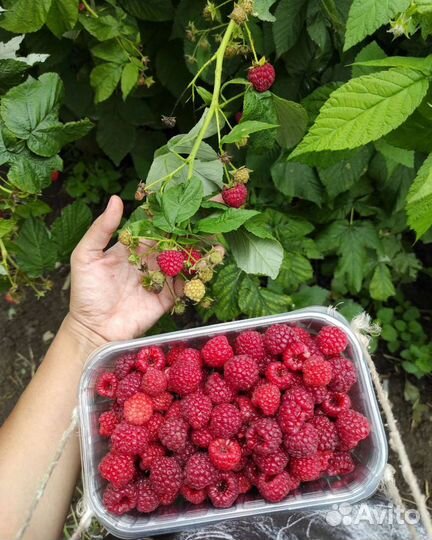 Саженцы малины 