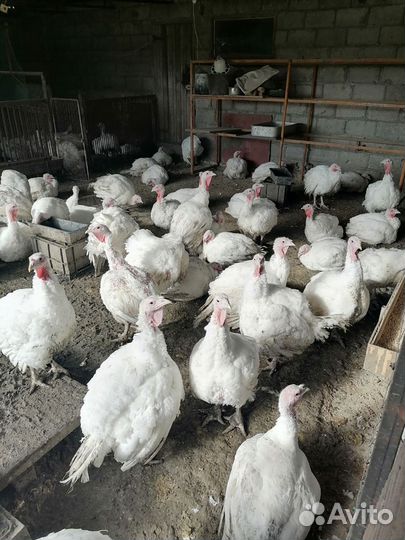 Индюки хайбрид конвертер