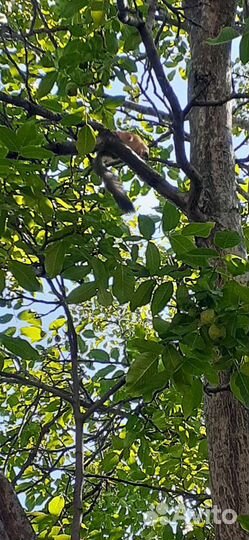 Пишу поздравления в стихах