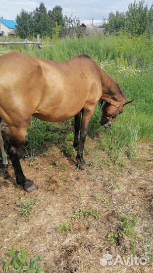 Кобыла с жеребенком