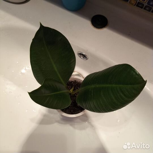 Фикус каучуконосный