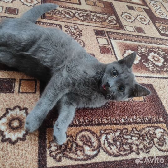 Кот в добрые руки