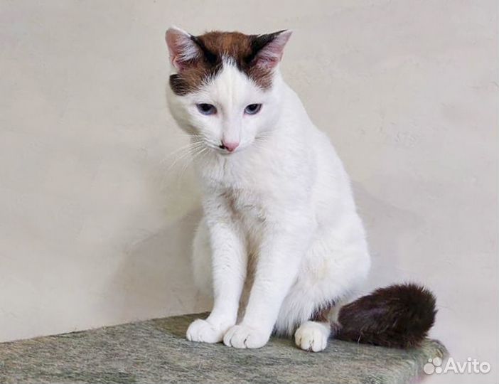 Обаятельный котик-кастрат с голубыми глазами