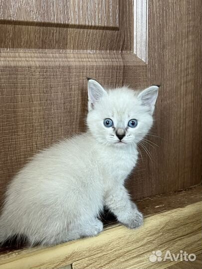 Котята