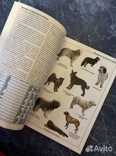 Всё о породах собак