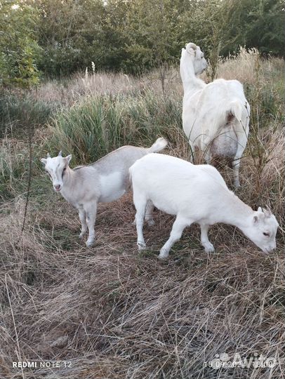 Камерунские козы козлята