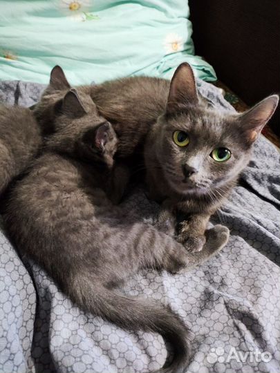 Кошечка в добрые руки