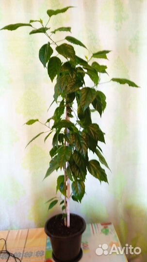 Гибискус китайская роза