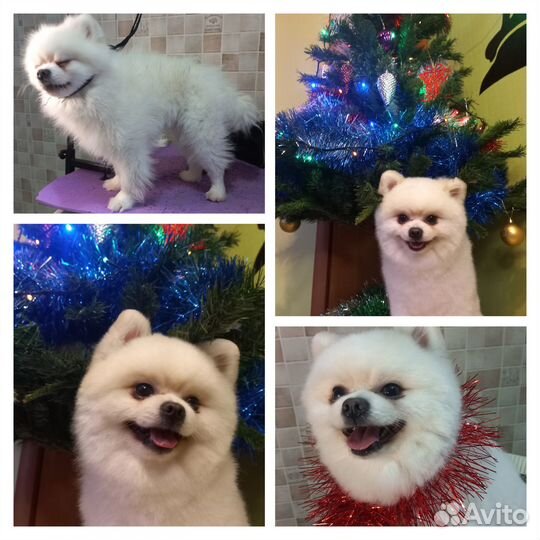 Груминг, стрижка собак, кошек