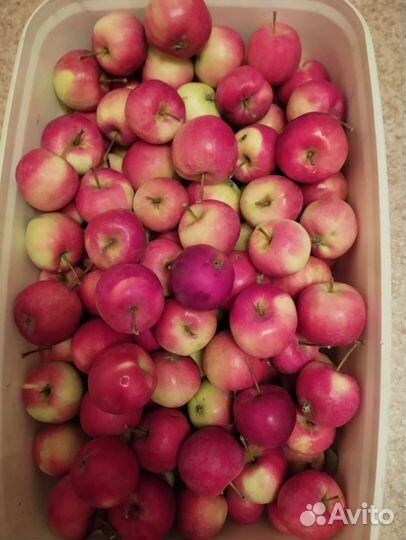 Яблочки полукультурка