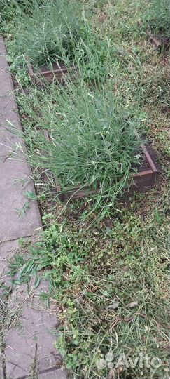 Лаванда серебристая