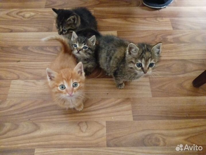 Домашние животные котята