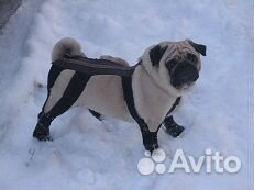 Обувь для собаки