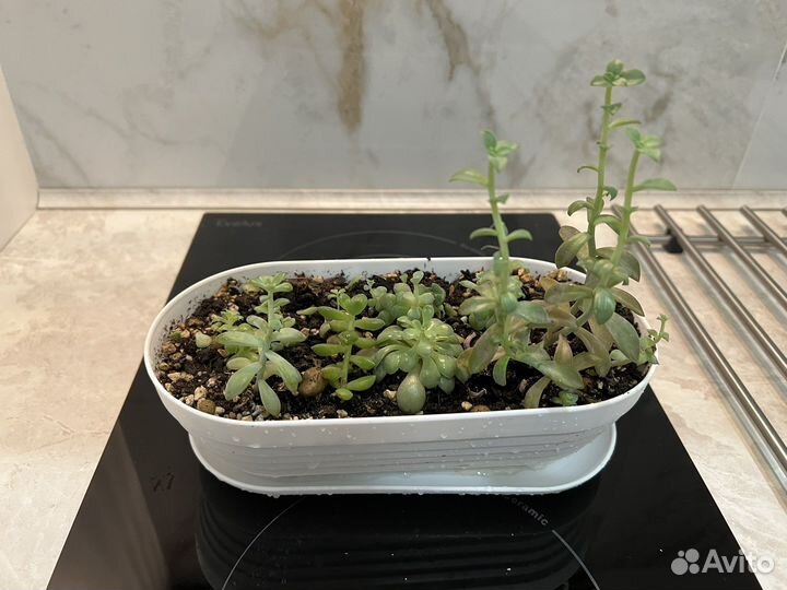 Суккуленты набор
