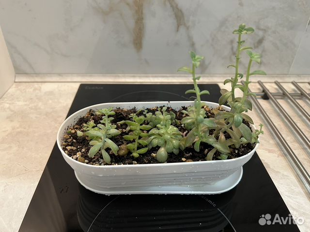 Суккуленты набор