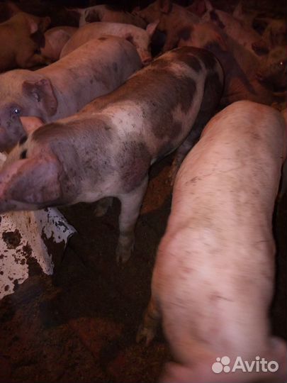 Свиньи 5-6мес