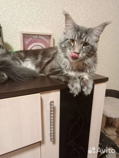 Мейн-кун вязка