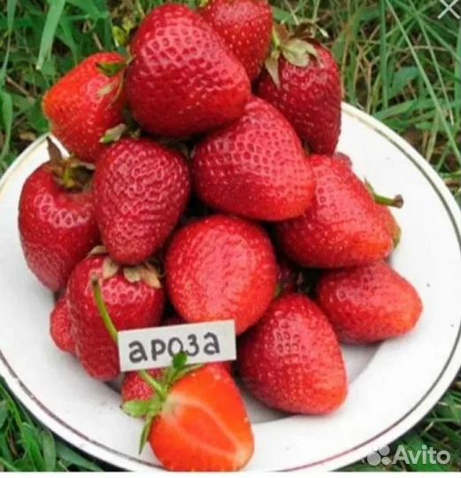 Рассада (укорененные усы) клубники