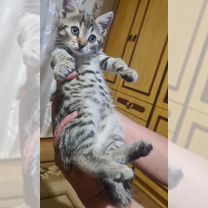 Котята в добрые руки приучены к лотку