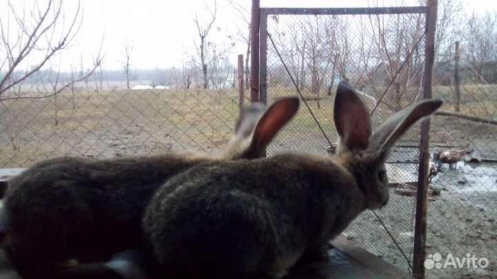 Кролики фландр - ризен