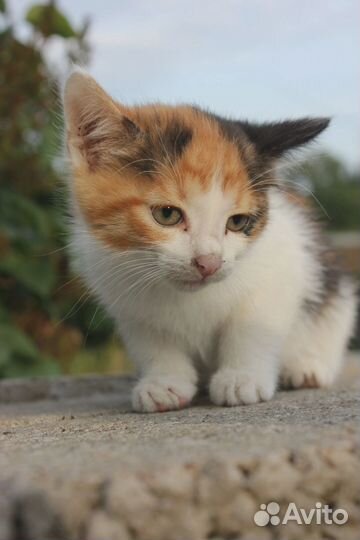 Трехцветный котёнок