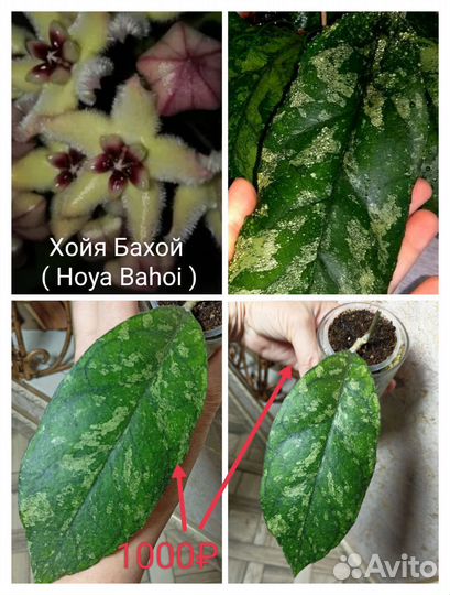 Хойи третье объявление