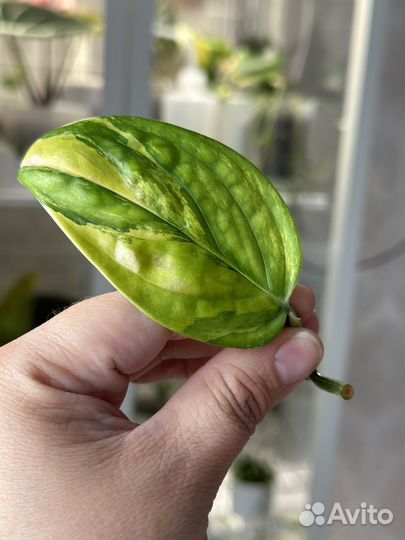 Монстера карстенианум вариегатная
