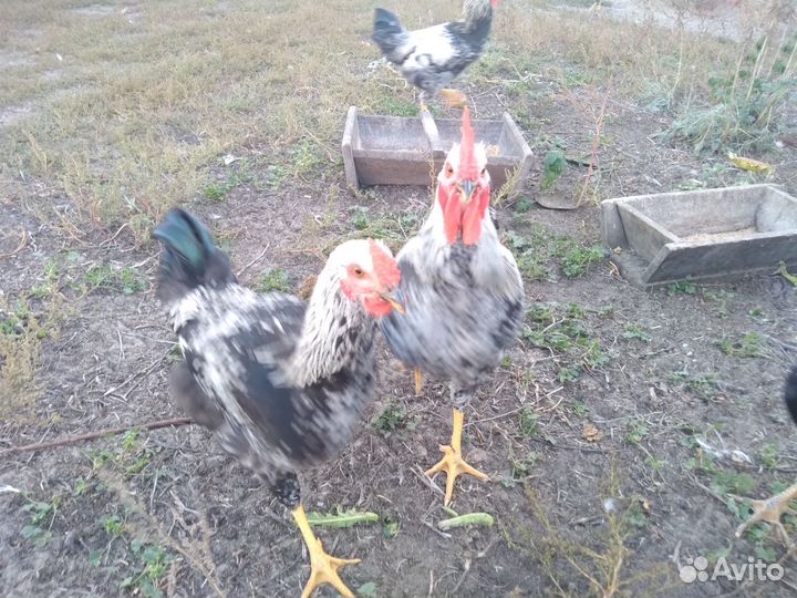 Молодые петушки
