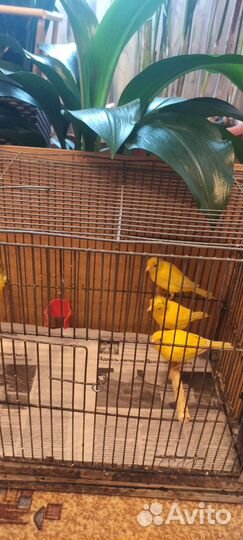 Кенара и канарейки